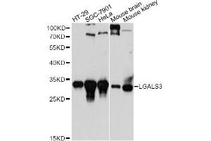 Western blot analysis of extracts of various cell lines, using LGALS3 antibody. (Galectin 3 抗体)