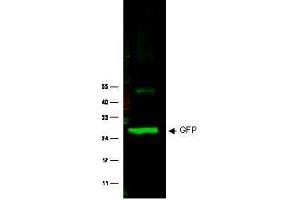 Image no. 2 for anti-Green Fluorescent Protein (GFP) antibody (ABIN1101738) (GFP 抗体)