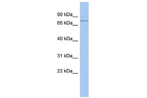 WB Suggested Anti-PEX5 Antibody Titration: 0. (PEX5 抗体  (N-Term))