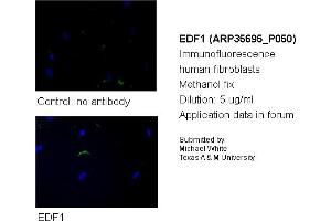 Image no. 2 for anti-Endothelial Differentiation Related Factor 1 (EDF1) (N-Term) antibody (ABIN501446) (EDF1 抗体  (N-Term))