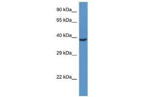 Western Blot showing RAD51L3 antibody used at a concentration of 1 ug/ml against Fetal Heart Lysate (RAD51D 抗体  (C-Term))