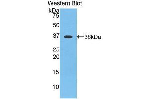 Figure. (Apelin 抗体  (Biotin))