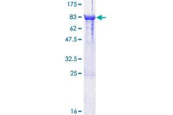 DPYSL3 Protein (AA 1-570) (GST tag)