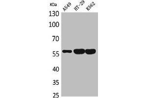 Western Blot analysis of A549 HT29 K562 cells using ERp57 Polyclonal Antibody (PDIA3 抗体  (Internal Region))