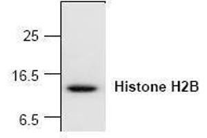 Image no. 1 for anti-Histone H2B (N-Term) antibody (ABIN127254) (Histone H2B 抗体  (N-Term))