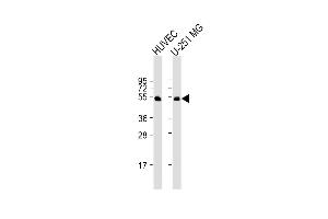 All lanes : Anti-CDC42EP1 Antibody (C-term) at 1:1000 dilution Lane 1: HUVEC whole cell lysate Lane 2: U-251 MG whole cell lysate Lysates/proteins at 20 μg per lane. (CDC42EP1 抗体  (C-Term))