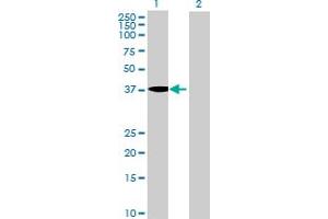 Western Blot analysis of MGC33407 expression in transfected 293T cell line by MGC33407 MaxPab polyclonal antibody. (MGC33407 (AA 1-416) 抗体)