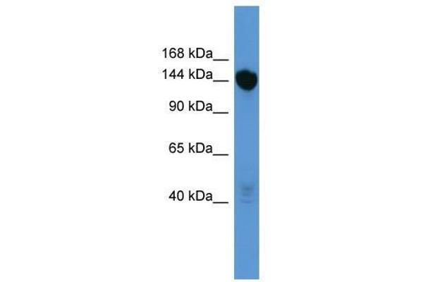 Basonuclin 2 抗体  (C-Term)