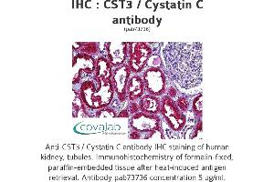 Image no. 1 for anti-Cystatin C (CST3) antibody (ABIN1733347) (CST3 抗体)