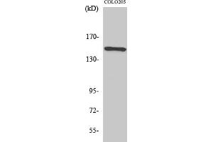 Western Blot analysis of various cells using Rad50 Polyclonal Antibody diluted at 1:1000. (RAD50 抗体  (AA 650-730))