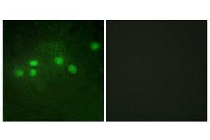 Immunofluorescence (IF) image for anti-E74-Like Factor 1 (Ets Domain Transcription Factor) (ELF1) (C-Term) antibody (ABIN1849318) (ELF1 抗体  (C-Term))