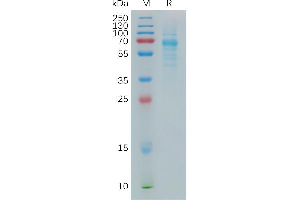 COLEC10 Protein (AA 28-277) (Fc Tag)