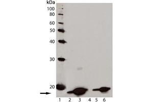 Western blot analysis of [pSer139] Histone H2AX, mAb (9F3) : Lane 1: MW marker, Lane 2: Jurkat cell lysate, Lane 3: Jurkat cell lysate treated with staurosporine, Lane 4: 3T3 cell lysate, Lane 5: CHO-K1 cell lysate, Lane 6: Rat-2 cell lysate. (H2AFX 抗体  (pSer139))
