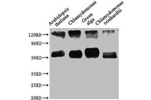 Western Blot Positive WB detected in: Arabidopsis thaliana leaf tissue, Chlamydomonas tissue, Green alga tissue, Chlamydomonas reinhardtii tissue All lanes: rbcL antibody at 1:1250 Secondary Goat polyclonal to rabbit IgG at 1/50000 dilution Predicted band size: 53 kDa Observed band size: 53 kDa (RBCL (AA 3-479) 抗体)