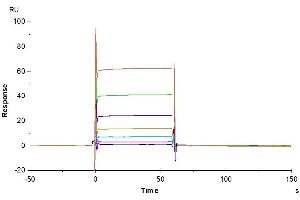 Rituximab captured on CM5 Chip via Protein A can bind Biotinylated Human Fc gamma RIIB, His-Avi Tag with an affinity constant of 3. (FCGR2B Protein (His-Avi Tag,Biotin))