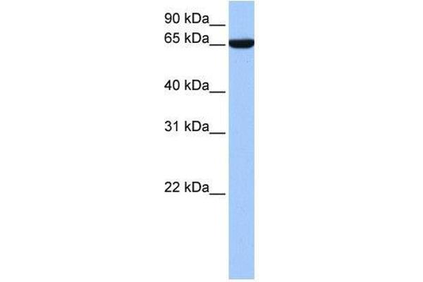 Zinc Finger Protein 891 (ZNF891) (N-Term) 抗体