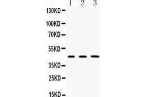 Western blot analysis of Gla expression in mouse thymus extract ( Lane 1), mouse liver extract ( Lane 2) and mouse spleen extract ( Lane 3). (GLA 抗体  (C-Term))