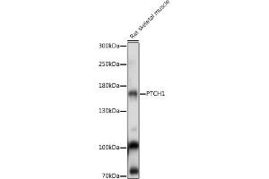 Western blot analysis of extracts of Rat skeletal muscle, using PTCH1 antibody (ABIN7269184) at 1:1000 dilution. (Patched 1 抗体  (AA 770-970))