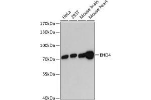 Western blot analysis of extracts of various cell lines, using EHD4 antibody  at 1:3000 dilution. (EHD4 抗体  (AA 362-541))