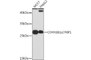 Western blot analysis of extracts of various cell lines, using CDKN1B/p27KIP1 Rabbit pAb (ABIN3020889, ABIN3020890, ABIN3020891 and ABIN6213779) at 1:1000 dilution. (CDKN1B 抗体  (AA 1-198))