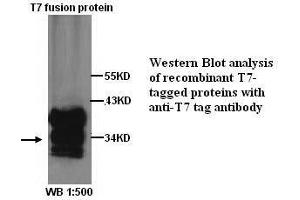 Image no. 1 for anti-T7-Tag antibody (ABIN790910) (T7-Tag 抗体)