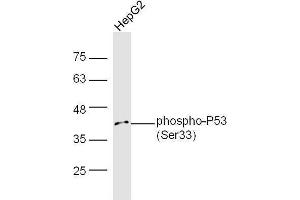 Human HepG2 lysates probed with Rabbit Anti-P53(Ser33) Polyclonal Antibody, Unconjugated  at 1:5000 for 90 min at 37˚C. (p53 抗体  (pSer33))