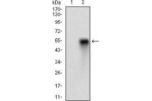 Western blot analysis using CD38 mAb against HEK293 (1) and CD38 (AA: Extra(43-300))-hIgGFc transfected HEK293 (2) cell lysate. (CD38 抗体  (AA 43-300))