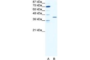 WB Suggested Anti-FOS Antibody Titration:  1. (c-FOS 抗体  (C-Term))