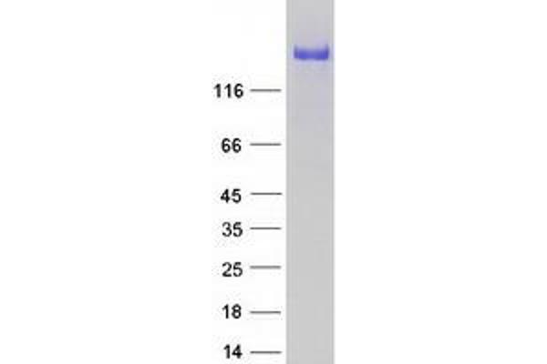 Attractin Protein (ATRN) (Transcript Variant 2) (Myc-DYKDDDDK Tag)