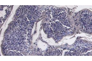 (ABIN7505817) Negative Control showing staining of paraffin embedded Human Testis, with no primary antibody. (ACE2 抗体  (C-Term))