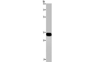 Western Blotting (WB) image for anti-Carbonic Anhydrase IV (CA4) antibody (ABIN2421326) (CA4 抗体)