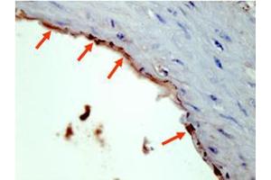 Image no. 1 for anti-HA-Tag (C-Term) antibody (ABIN1101941) (HA-Tag 抗体  (C-Term))