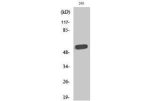 Western Blotting (WB) image for anti-Telomeric Repeat Binding Factor 2, Interacting Protein (TERF2IP) (Internal Region) antibody (ABIN3177145) (RAP1 抗体  (Internal Region))