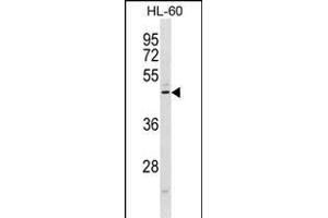 CMKLR1 抗体  (C-Term)