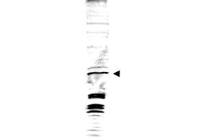 Image no. 1 for anti-Swi6 (AA 314-328) antibody (ABIN401300) (Swi6 (AA 314-328) 抗体)