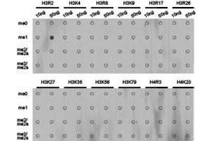 Western Blotting (WB) image for anti-Histone 3 (H3) (H3R2me) antibody (ABIN1873013) (Histone 3 抗体  (H3R2me))