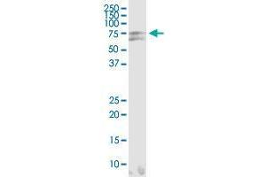 Immunoprecipitation (IP) image for anti-Heat Shock 70kDa Protein 2 (HSPA2) (AA 1-639) antibody (ABIN561385)