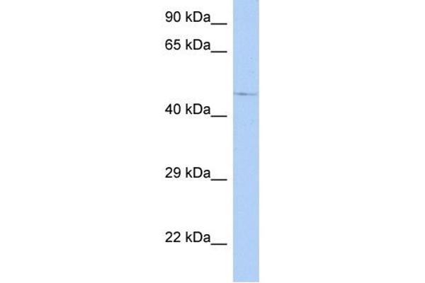 FAM154A 抗体  (N-Term)