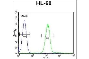 Myeloperoxidase Antibody (N-term) (ABIN655507 and ABIN2845023) flow cytometric analysis of HL-60 cells (right histogram) compared to a negative control cell (left histogram). (Myeloperoxidase 抗体  (N-Term))