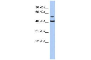 OLFML1 antibody used at 1 ug/ml to detect target protein. (OLFML1 抗体  (N-Term))