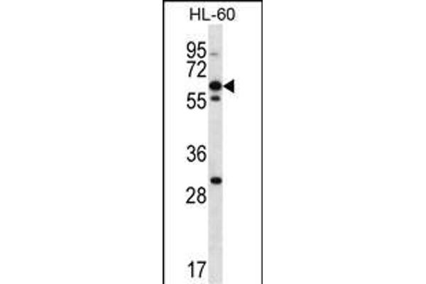 NPTXR 抗体  (AA 180-209)