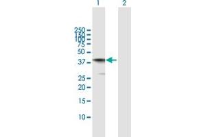 Western Blot analysis of AIFM2 expression in transfected 293T cell line by AIFM2 MaxPab polyclonal antibody. (AIFM2 抗体  (AA 1-373))