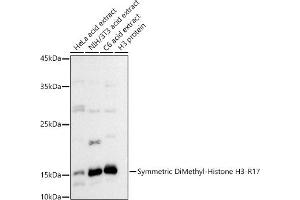 Western blot analysis of extracts of various cell lines, using Symmetric DiMethyl-Histone H3-R17 antibody (ABIN3017470, ABIN3017471, ABIN3017472 and ABIN6220102) at 1:500 dilution. (Histone 3 抗体  (H3R17me2))