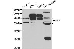 Western blot analysis of extracts of various cell lines, using NRF1 antibody (ABIN5973230) at 1/1000 dilution. (NFE2L1 抗体)