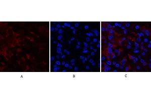 Immunofluorescence analysis of human stomach tissue. (RUNX2 抗体  (Internal Region))