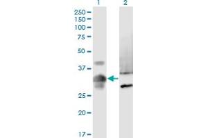 Western Blot analysis of MPPED2 expression in transfected 293T cell line by MPPED2 monoclonal antibody (M08), clone 4H5. (MPPED2 抗体  (AA 1-294))