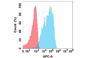 Flow cytometry analysis with Anti-C on Expi293 cells transfected with human C (Blue histogram) or Expi293 transfected with irrelevant protein (Red histogram). (CXCR1 抗体)