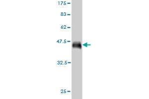 Western Blot detection against Immunogen (37. (CD34 抗体  (AA 32-141))