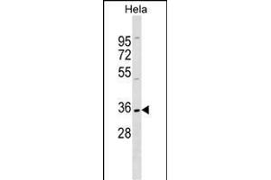 ELOVL1 Antibody (N-term) (ABIN1538842 and ABIN2849424) western blot analysis in Hela cell line lysates (35 μg/lane). (ELOVL1 抗体  (N-Term))