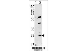 Western blot analysis of GREM1 using rabbit polyclonal GREM1 Antibody using 293 cell lysates (2 ug/lane) either nontransfected (Lane 1) or transiently transfected (Lane 2) with the GREM1 gene. (GREM1 抗体  (C-Term))